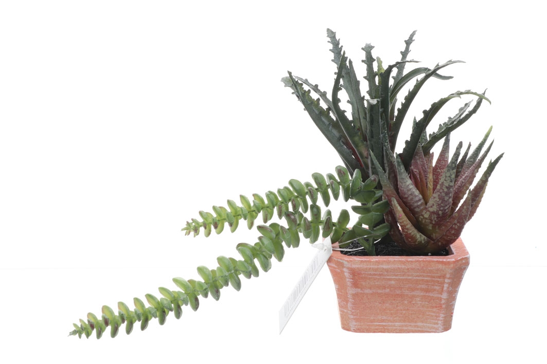 Sukulenty v kvetináči 20cm 30026 - obrázok 1