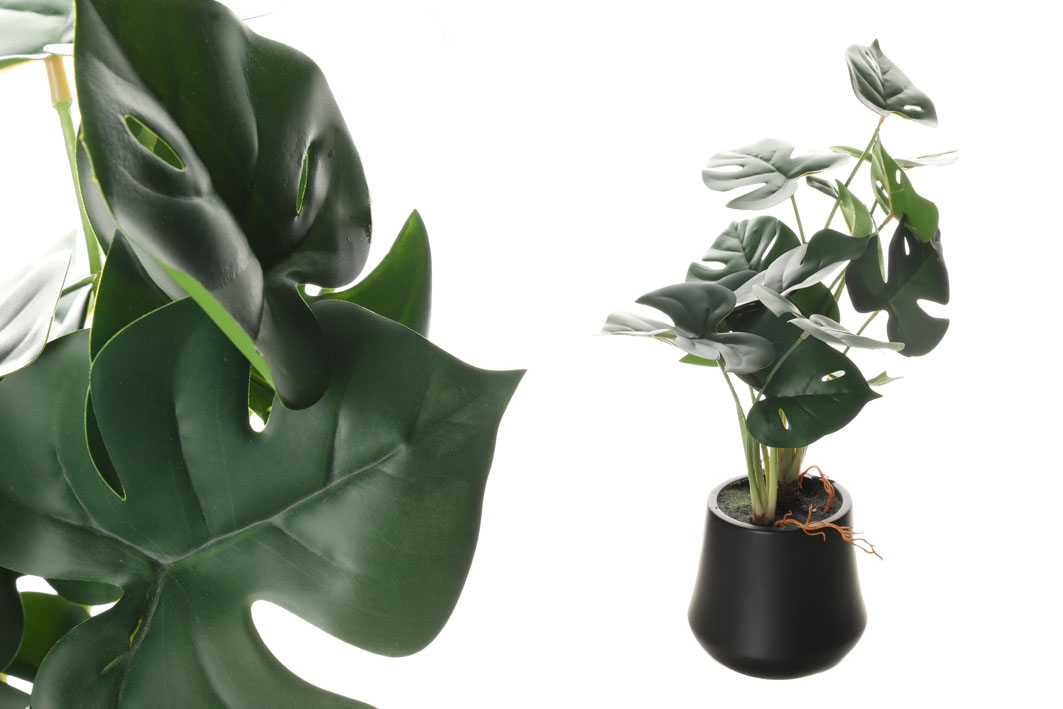 Monstera v tmavozelenej farbe v kvetináči 34710 - obrázok 1