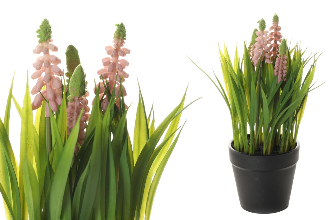 Muscari vo svetloružovej farbe v kvetináči 34709 - obrázok 1